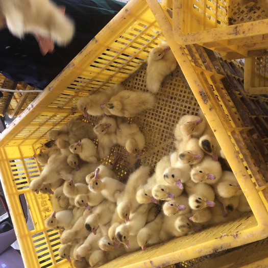 南宁肉鸭苗  白西洋鸭苗  疫苗到位 全国供应