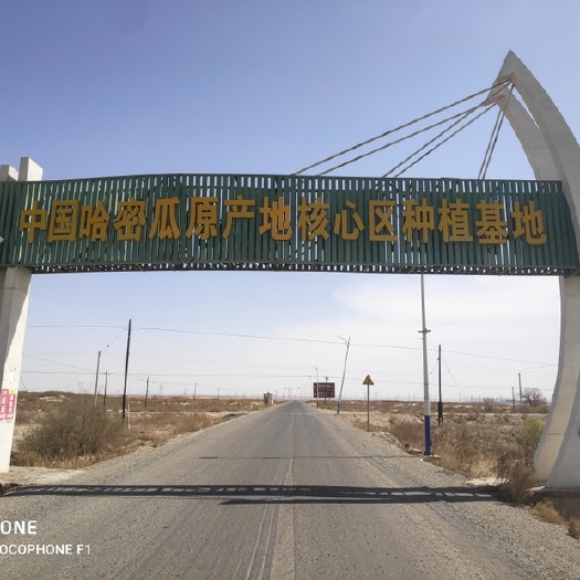 哈密 新疆哈密市原产地哈密瓜供货