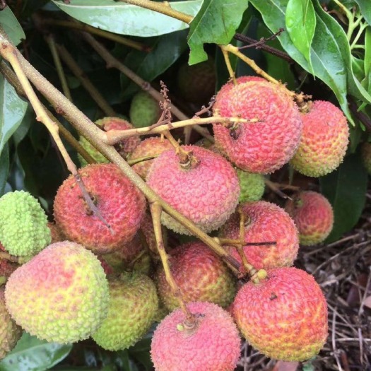灵山县妃子笑荔枝 灵山妃子笑 代办 代发