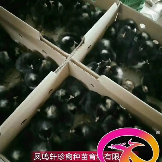 广州土鸡苗 优惠苗