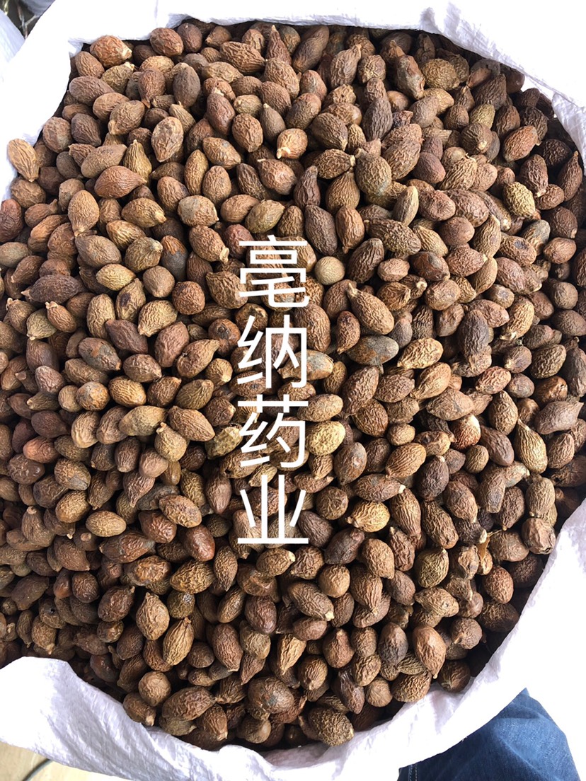 胖大海 花果茶散裝一公斤起批 長(zhǎng)果圓果 大貨 圖片實(shí)物拍攝