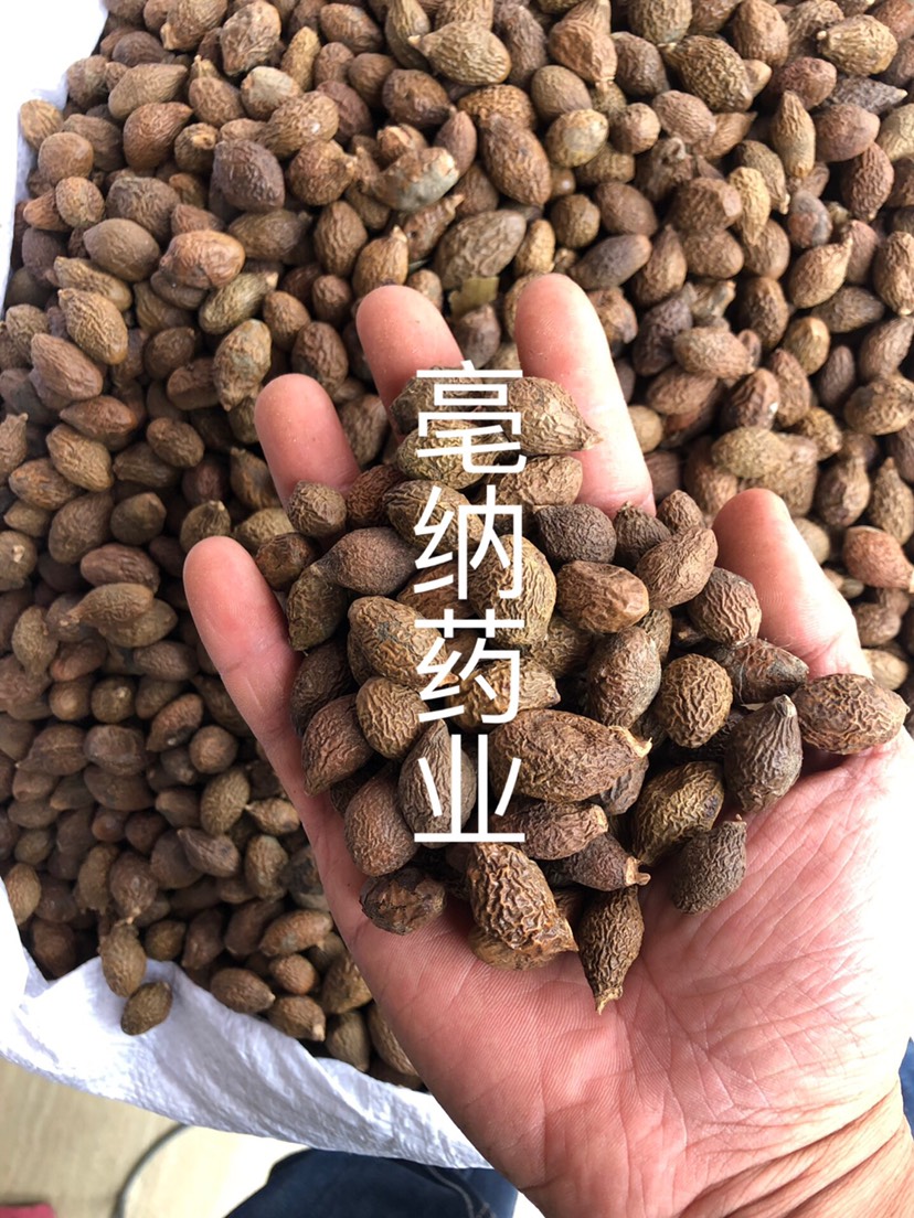 胖大海 花果茶散裝一公斤起批 長(zhǎng)果圓果 大貨 圖片實(shí)物拍攝