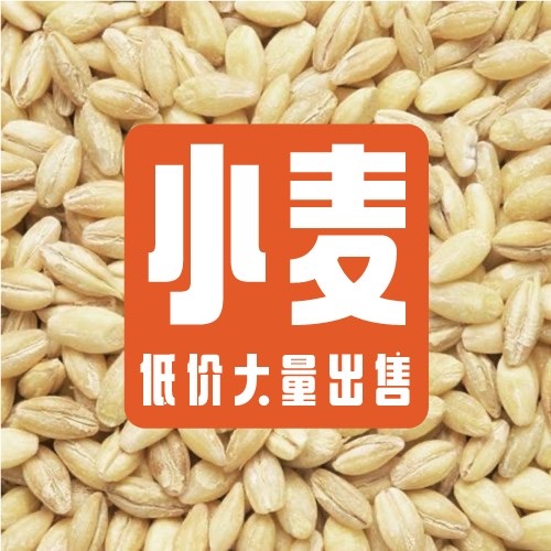 土左旗 低价出售大量小麦