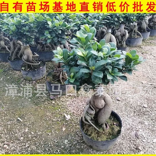 漳州 人参榕 高30-60 库存大量 供应齐全优质苗木