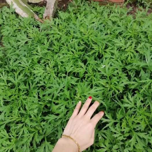 紫金县 艾叶是女人的仙草