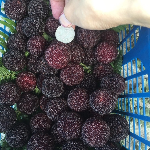 余姚市 余姚杨梅大量供应，价廉物美。