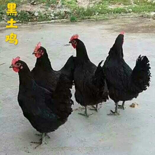 广州黑土2号鸡苗 黑土鸡“凤羽黑土鸡”