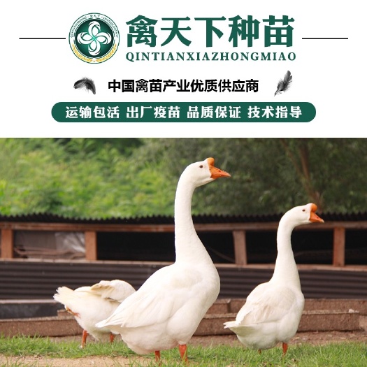 南宁大白鹅苗 优质 包打疫苗 运输包损耗 提供技术指导