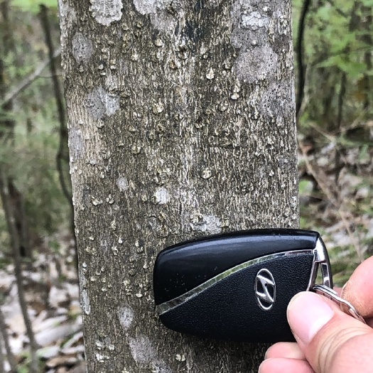 洋县 99年种下的厚朴  数量 400吨以上。诚心要的来