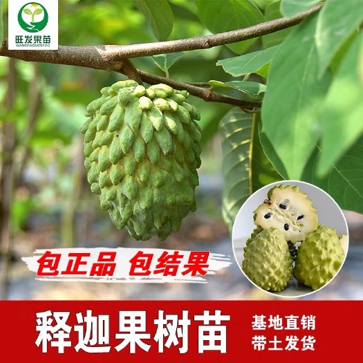 普宁市释迦果苗 佛陀果番荔枝苗释迦树苗佛头果凤梨释迦果树苗