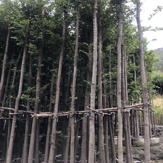 昆明大量朴树出售，5公分到16公分，感兴趣的朋友可以现场看货！
