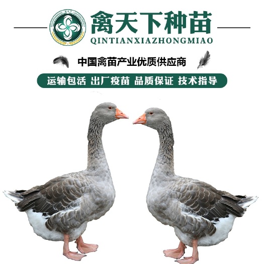 南宁优质朗德鹅苗，90天10斤出栏，包打疫苗，运输包损耗