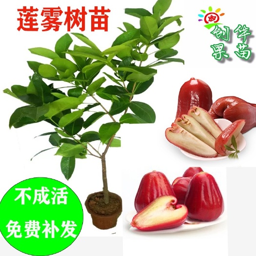 灵山县 莲雾苗树苗大叶红黑金刚黑糖芭嫁接苗当年结果地栽盆栽莲雾果树苗