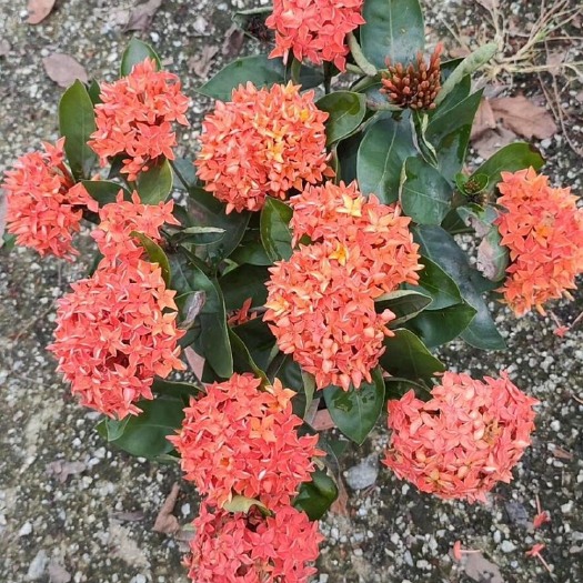 佛山龙船花