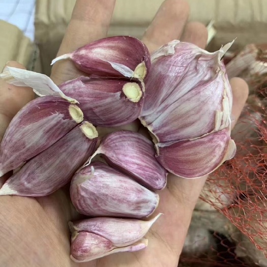 广州紫皮独头蒜 5~5.5cm