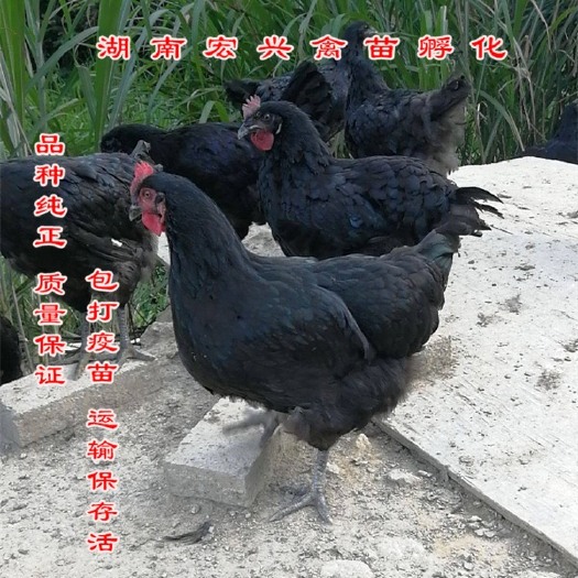 衡阳 热销黑土鸡苗黄土鸡苗青脚土鸡苗绿壳蛋鸡苗