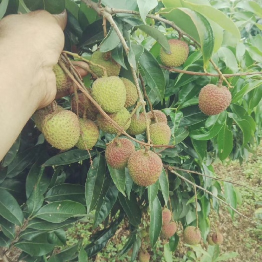 高州市 茂名高州！妃子笑荔枝