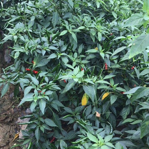 宾阳县 价格实惠质量好。第一批朝天椒刚开摘有没有老板需要