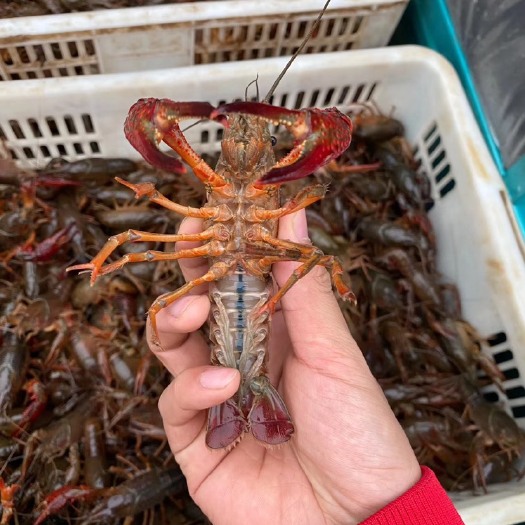 荆州青壳小龙虾 塘口直发