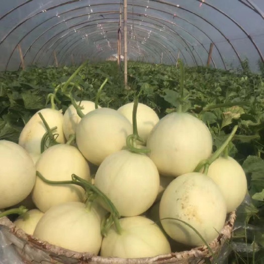 玉菇甜瓜 瓜中新贵玉菇