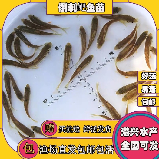 鄂州光倒刺鲃鱼苗  优质倒刺鲃鱼苗 大规格军鱼苗 青竹鲩鱼苗