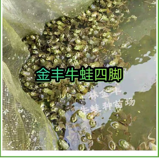 汕头美国牛蛙小蝌蚪活体小四脚牛蛙苗幼蛙优质纯种养殖场地直供