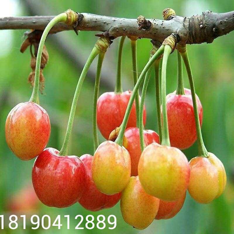 苍溪县山樱桃种子,2023年新采摘，大青叶，颗粒饱满，出芽率高