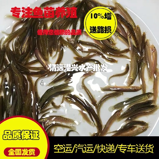 仙游县 泥鳅苗 活跃好货源港兴水产批发零售于一体 量大享低价