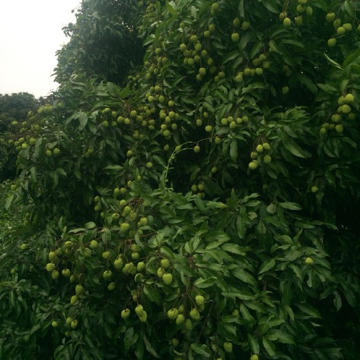 东莞市糯米糍荔枝 2cm