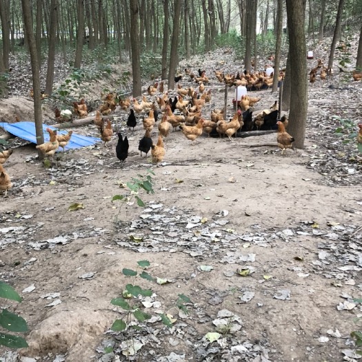 安乡县 树林散养喂玉米土鸡蛋大量供应