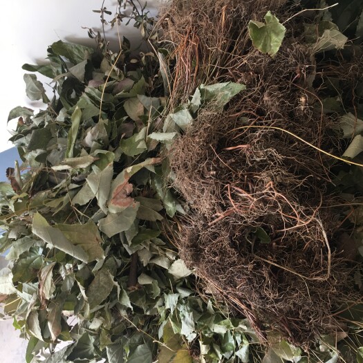 巫山箭叶淫羊藿 淫羊霍干貨