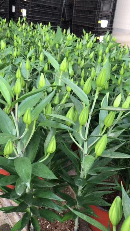 青州市百合花 香水百合