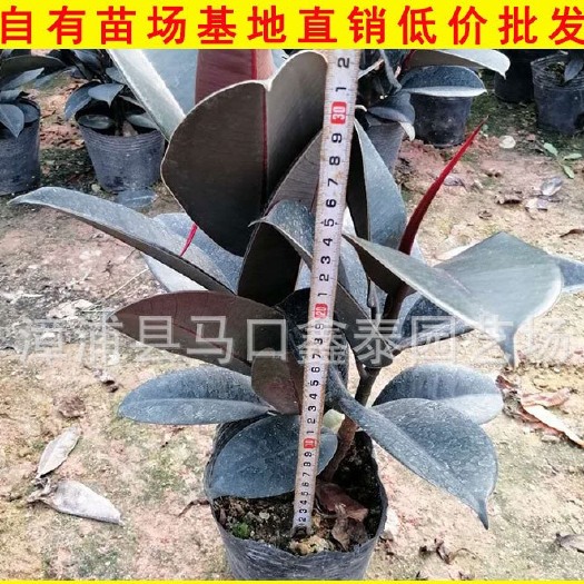 黑金刚盆栽  橡皮树盆栽 室内桌面盆栽 优质苗木