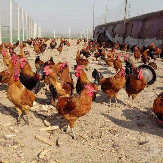 昆明 土杂鸡苗 质量保证 大苗 公母都有
