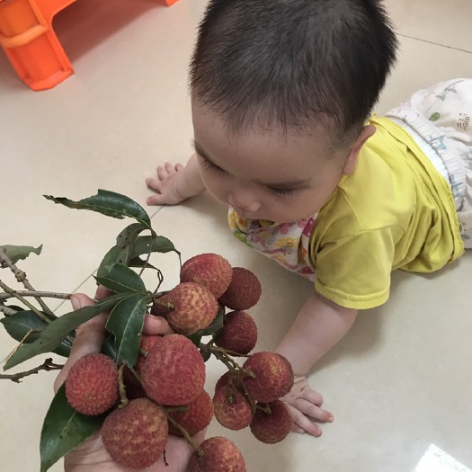 高州市 【荔枝红了】正宗高州荔枝、欢迎各位有兴趣的老板过来收购