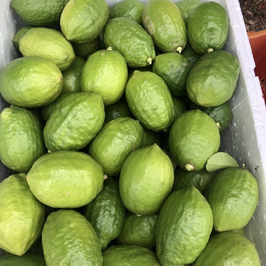 玉林 香水柠檬奶茶的专用！皮厚，无籽，汁多，苦瓜皮！