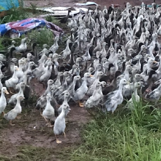 上饶 水鸭苗，0.5～1斤，1500只，给价就卖