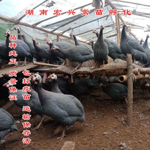 衡阳热销珍珠鸡苗贵妃鸡苗鹊山鸡苗土鸡苗蛋鸡苗