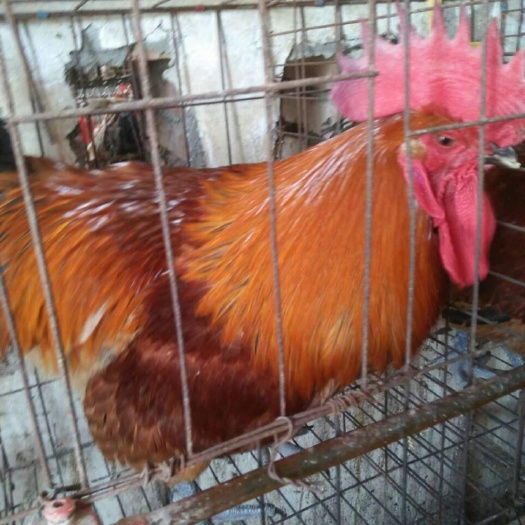 嘉祥县青脚麻鸡苗 公