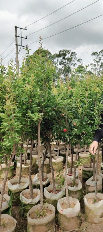 灵山县花石榴苗  花石榴 石榴大苗，已开花结果