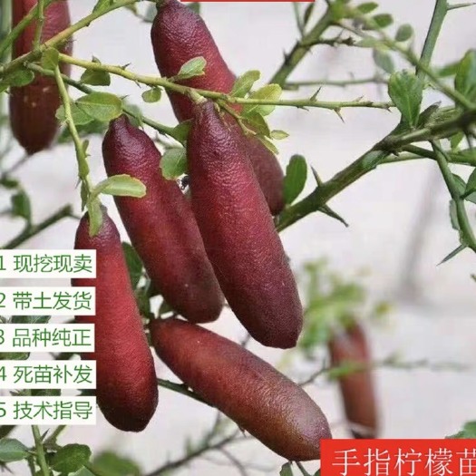 灵山县 柠檬果树苗手指柠檬苗盆栽地栽嫁接苗柠檬四季可种当年结果