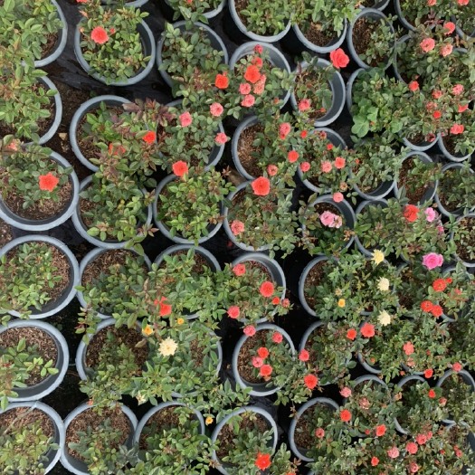 漳州 玫瑰花苗 库存大量 各类高度 种类均有 优质苗木