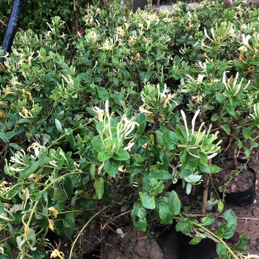 金银花树苗盆栽可食用四季药用阳台庭院爬藤植物老桩树苗金银花