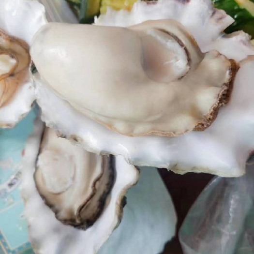 东港市大连生蚝 海水 2-3两/只 1-2两/只 3-4两/只 鲜活水产