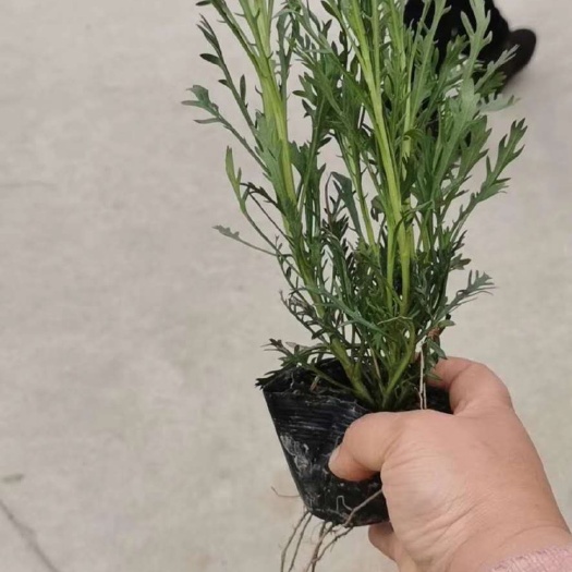  黄金菊