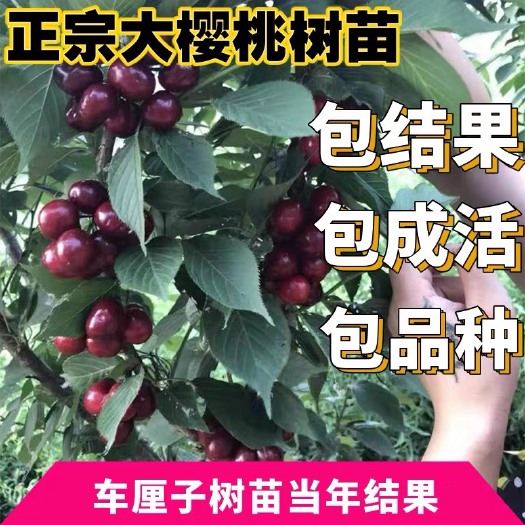 灵山县 樱桃苗南方种车厘子树苗大樱桃树黑珍珠盆栽地栽北方种植
