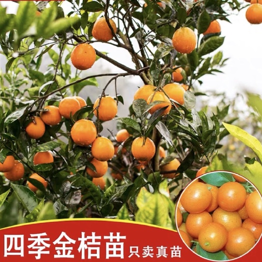 灵山县 正宗四季金桔苗嫁接四季金桔树苗皮薄甜盆栽金桔子树苗橘子果树苗