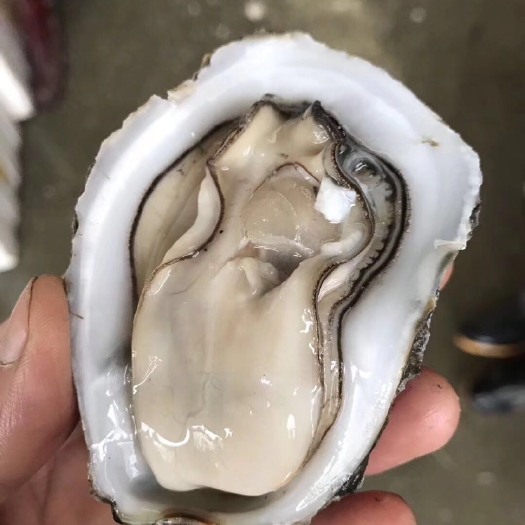 湛江 湛江生蚝批量 鲜活特大牡蛎 烧烤 带壳整箱95斤货源稳定