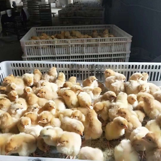 嘉祥县红玉鸡苗 品相好，鉴别率高，长势快，回本高