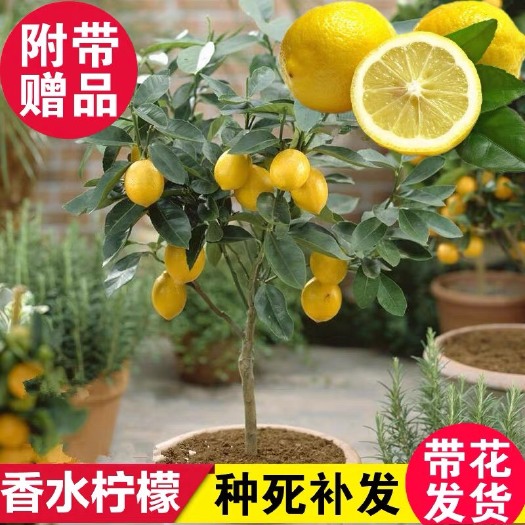 灵山县 带果 四季香水柠檬苗树苗绿植盆栽室内阳台庭院植物花卉水果树苗